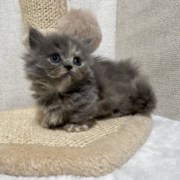 ミヌエット(短足)【愛知県・女の子・2025年9月21日・ブルークリーム】の写真「♡癒し系ふわもこ女の子♡」