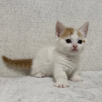 ミヌエット(短足)【愛知県・男の子・2025年10月1日・レッドタビー&ホワイトバン】の写真「ムチコロ男の子」