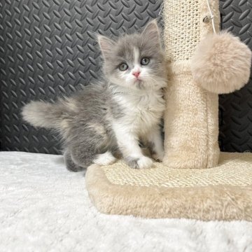 ミヌエット(長足)【愛知県・女の子・2025年5月29日・ブルーパッチドタビー&ホワイト】の写真「♡癒し系女の子♡」