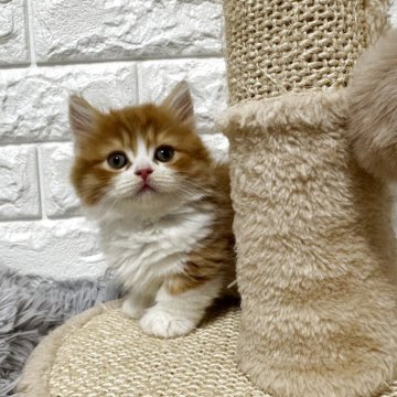 ミヌエット(短足)【愛知県・男の子・2025年10月1日・レッドタビー&ホワイト】の写真「ふわもこ男の子」