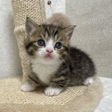 ミヌエット(短足)【愛知県・男の子・2025年10月1日・ブラウンタビー&ホワイト】の写真「食欲旺盛な男の子」