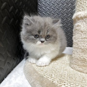 ミヌエット(長足)【愛知県・男の子・2025年6月25日・ブルータビー&ホワイト】の写真「☆癒し系男の子☆」