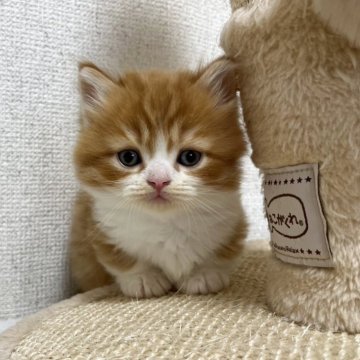 ミヌエット(短足)【愛知県・男の子・2025年10月1日・レッドタビー&ホワイト】の写真「ふわもこ男の子」