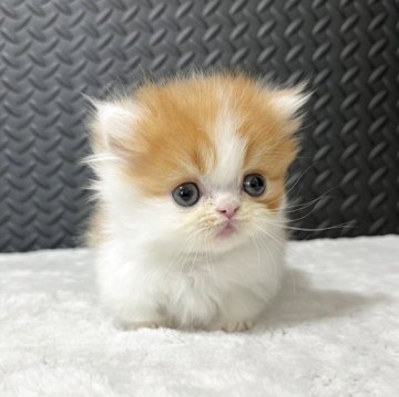 ミヌエット(短足)【愛知県・女の子・2025年6月25日・レッドタビー&ホワイト】の写真「♡癒し系女の子♡」