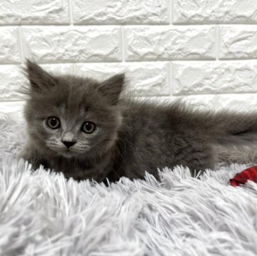 ミヌエット(短足)【愛知県・男の子・2025年9月21日・ブルータビー】の写真「☆元気な男の子☆」