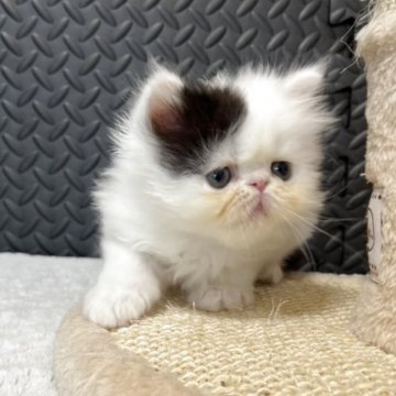 ミヌエット(長足)【愛知県・男の子・2025年6月25日・ブラック&ホワイト】の写真「☆癒し系男の子☆」