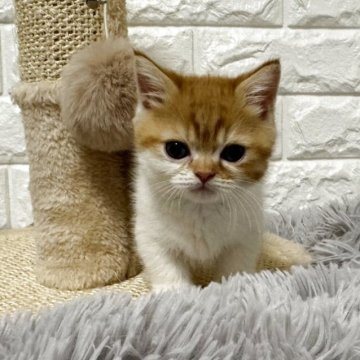 ミヌエット(短足)【愛知県・男の子・2025年10月1日・レッドタビー&ホワイト】の写真「小コロ男の子」