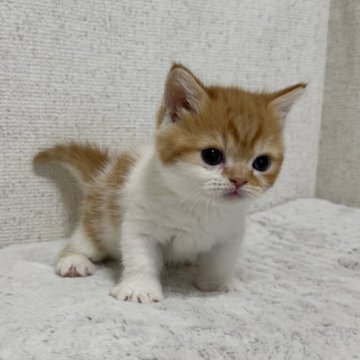 ミヌエット(短足)【愛知県・男の子・2025年10月1日・レッドタビー&ホワイト】の写真「小コロ男の子」