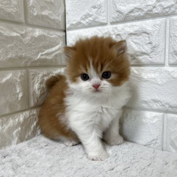 ミヌエット(長足)【愛知県・男の子・2025年11月7日・レッドタビー&ホワイト】の写真「☆おっとりな男の子☆」