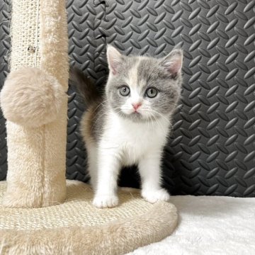 ミヌエット(長足)【愛知県・女の子・2025年5月29日・ブルーパッチドタビー&ホワイト】の写真「♡癒し系女の子♡」