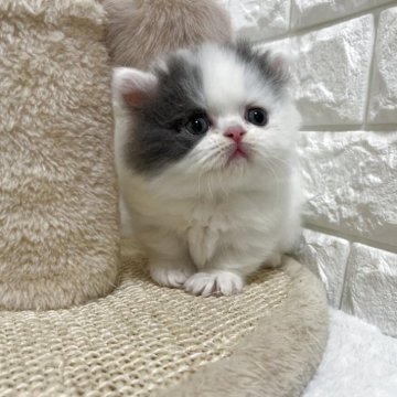 ミヌエット(短足)【愛知県・男の子・2025年11月7日・ブルータビー&ホワイトバン】の写真「☆癒し系男の子☆」