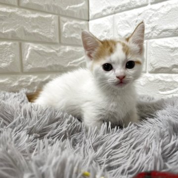 ミヌエット(短足)【愛知県・男の子・2025年10月1日・レッドタビー&ホワイトバン】の写真「ムチコロ男の子」