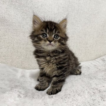 ミヌエット(長足)【愛知県・男の子・2025年10月1日・ブラウンタビー】の写真「☆カッコ可愛い☆」