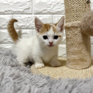 ミヌエット(短足)【愛知県・男の子・2025年10月1日・レッドタビー&ホワイトバン】の写真「ムチコロ男の子」