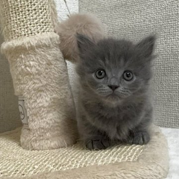 ミヌエット(短足)【愛知県・男の子・2025年9月21日・ブルータビー】の写真「☆元気な男の子☆」