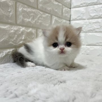 ミヌエット(短足)【愛知県・女の子・2025年11月7日・ブラウンパッチドタビー&ホワイト】の写真「♡お目目クリクリ女の子♡」