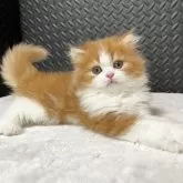 ミヌエット(長足)【愛知県・男の子・2025年6月25日・レッドタビー&ホワイト】の写真1