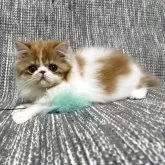 エキゾチックショートヘア