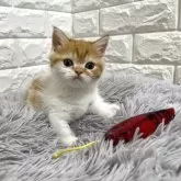 ミヌエット(短足)