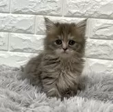 ミヌエット(長足)