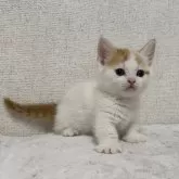 ミヌエット(短足)