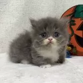 ミヌエット(短足)