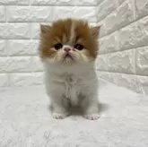 エキゾチックショートヘア