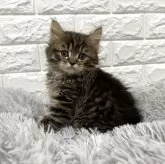 ミヌエット(長足)