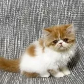 エキゾチックショートヘア