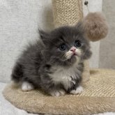 ミヌエット(短足)