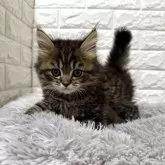 ミヌエット(長足)