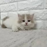 ミヌエット(短足)【愛知県・男の子・2025年11月30日・クリームタビー&ホワイト】の写真1