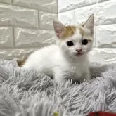 ミヌエット(短足)