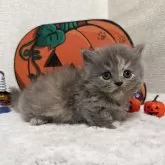 ミヌエット(短足)