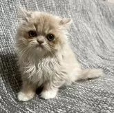 エキゾチックショートヘア