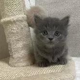 ミヌエット(短足)