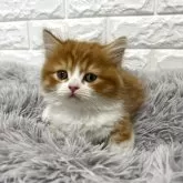 ミヌエット(短足)