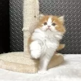 ミヌエット(長足)【愛知県・男の子・2025年6月25日・レッドタビー&ホワイト】の写真3