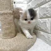 ミヌエット(長足)【愛知県・女の子・2025年11月7日・ブルーパッチドタビー&ホワイト】の写真4