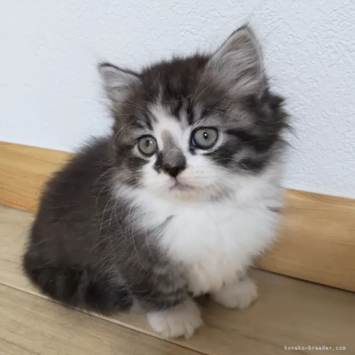 ID:2410-02369の子猫