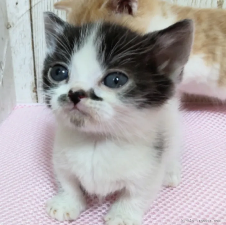 ID:2302-01251の子猫