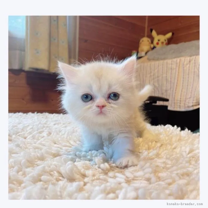 ID：2207-00898の子猫