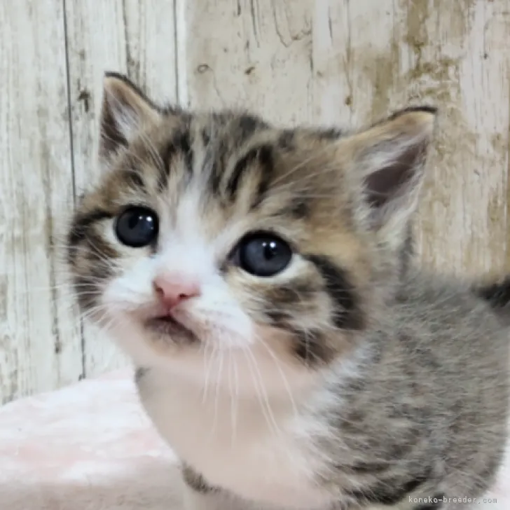 ID:2302-01249の子猫
