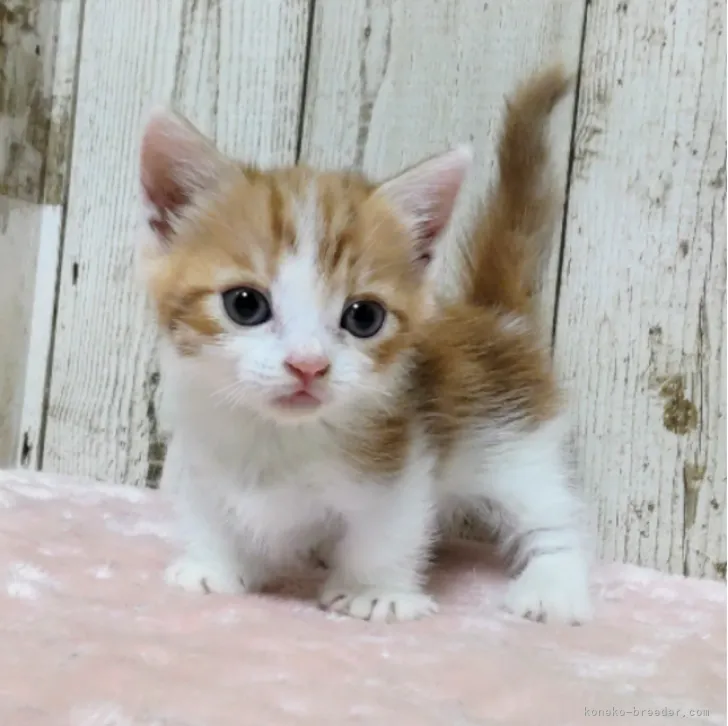 ID:2308-01924の子猫