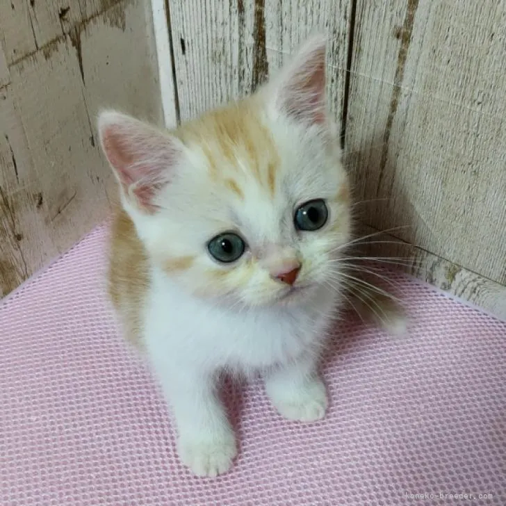 ID:2208-01939の子猫