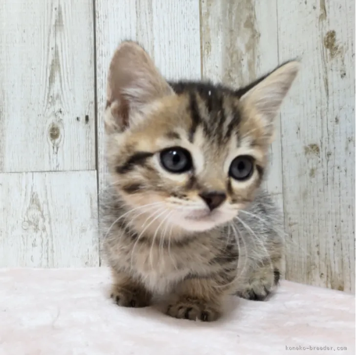 ID:2309-01610の子猫