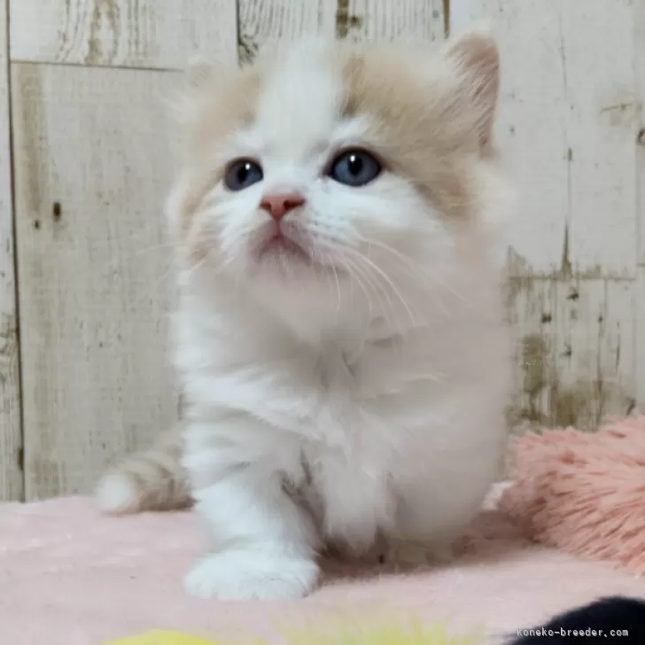 ID:2404-00390の子猫