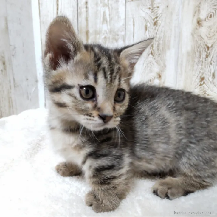 ID：2302-00281の子猫