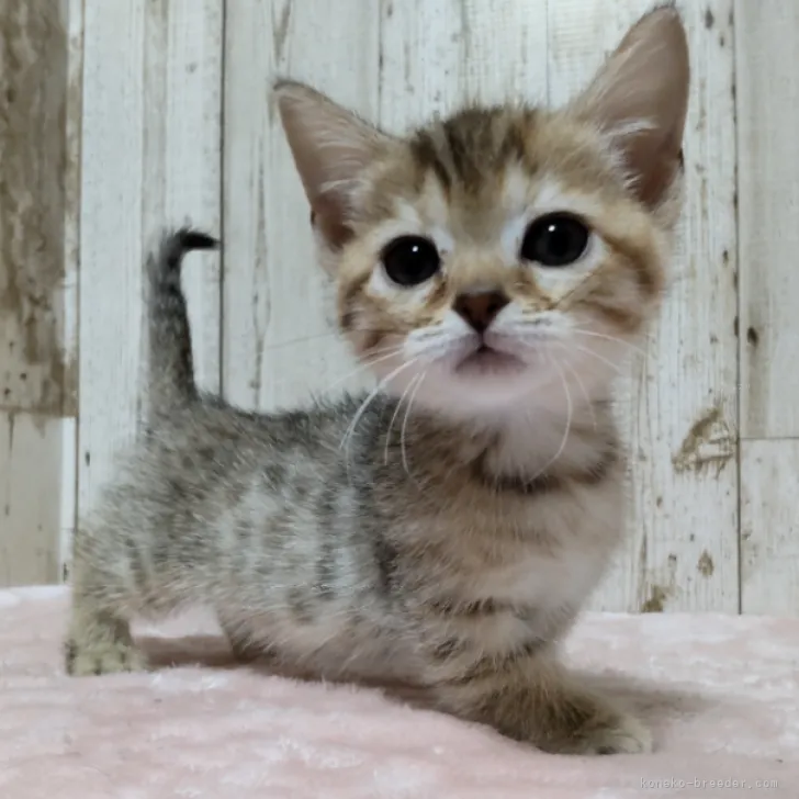 ID:2309-01614の子猫
