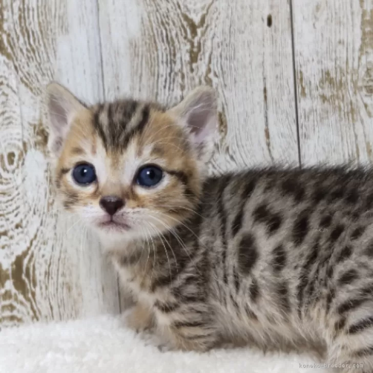 ID：2412-00196の子猫